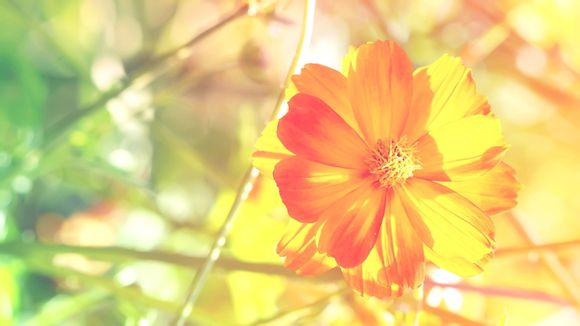 神武元宵最多能加多少