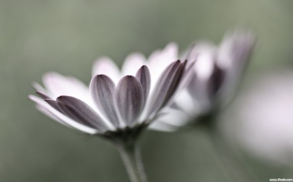 oras哪里拿奇迹果