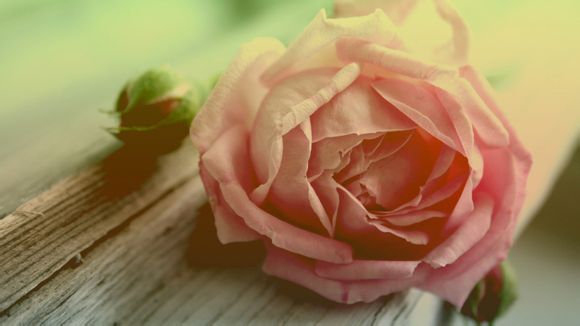 怎么做红烧鲍鱼