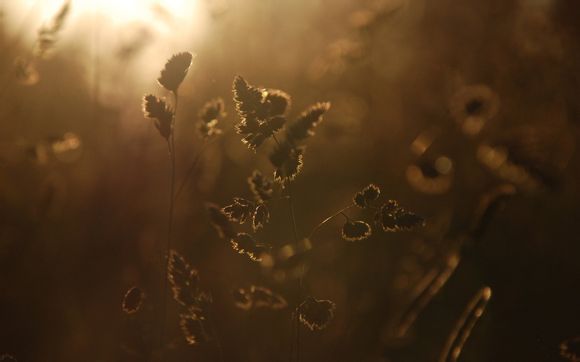 半溪枫如何获得